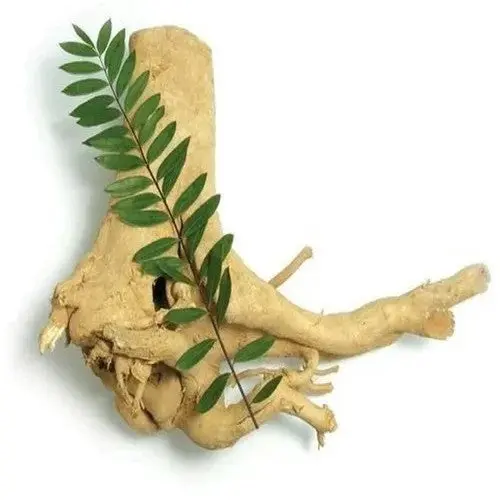 Fresh ginseng root with green leaves – adaptogenic herb supporting male energy and vitality in Manjuba Caps